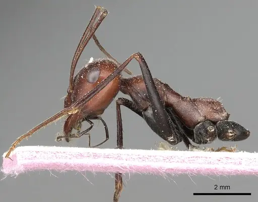 Cataglyphis laevior specimen CASENT0249843 image casent0249843_3
