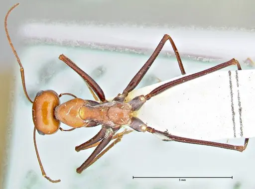 Cataglyphis laevior specimen FOCOL2752 image focol2752_1