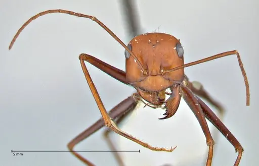 Cataglyphis laevior specimen FOCOL2752 image focol2752_2
