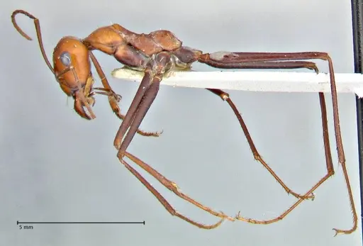 Cataglyphis laevior specimen FOCOL2752 image focol2752_3