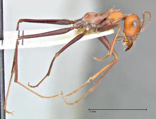 Cataglyphis laevior specimen FOCOL2752 image focol2752_4