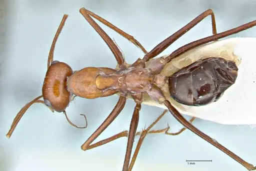 Cataglyphis laevior specimen FOCOL2753 image focol2753_1