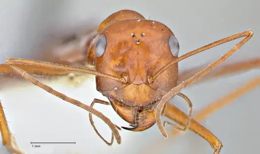 Cataglyphis laevior specimen FOCOL2753 image focol2753_2