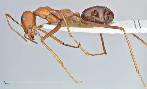 Cataglyphis laevior specimen FOCOL2753 image focol2753_3