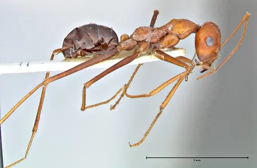 Cataglyphis laevior specimen FOCOL2753 image focol2753_4