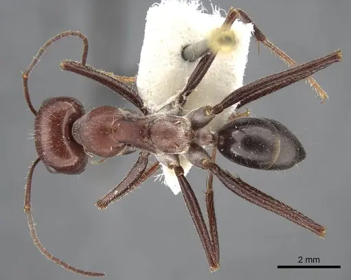Cataglyphis machmal specimen CASENT0917487 image casent0917487_1