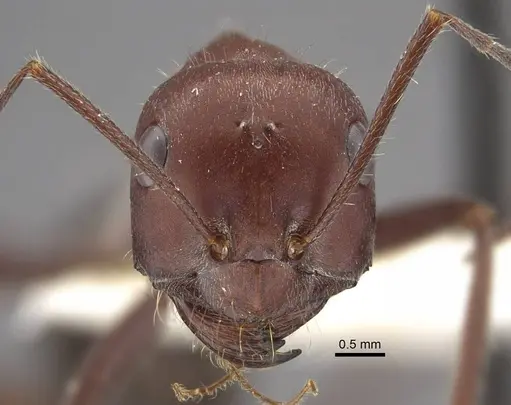 Cataglyphis machmal specimen CASENT0917487 image casent0917487_2