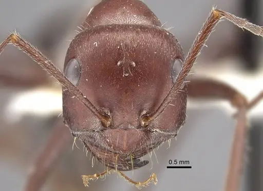 Cataglyphis machmal specimen CASENT0917487 image casent0917487_3