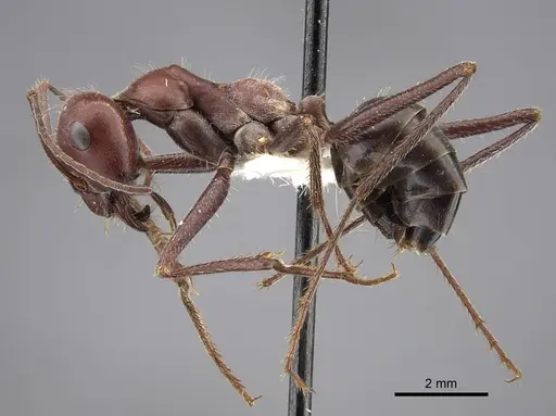Cataglyphis machmal specimen CASENT0917487 image casent0917487_4