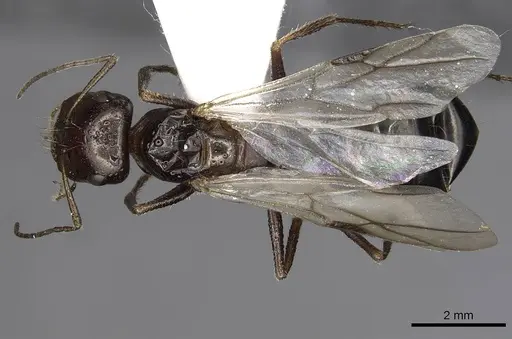 Cataglyphis marroui specimen CASENT0915500 image casent0915500_1