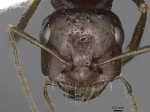 Cataglyphis marroui specimen CASENT0915500 image casent0915500_2
