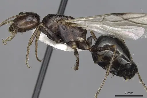 Cataglyphis marroui specimen CASENT0915500 image casent0915500_3