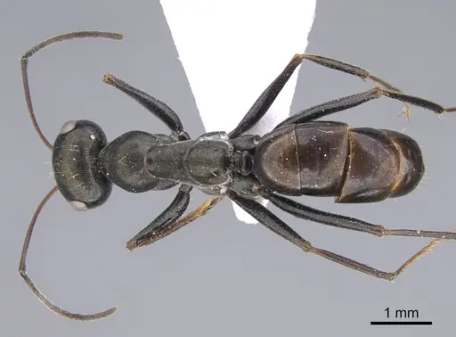 Cataglyphis minos specimen CASENT0923727 image casent0923727_1
