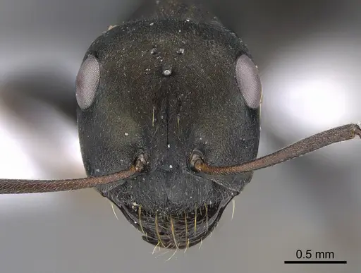 Cataglyphis minos specimen CASENT0923727 image casent0923727_2