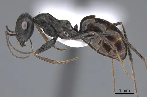 Cataglyphis minos specimen CASENT0923727 image casent0923727_3