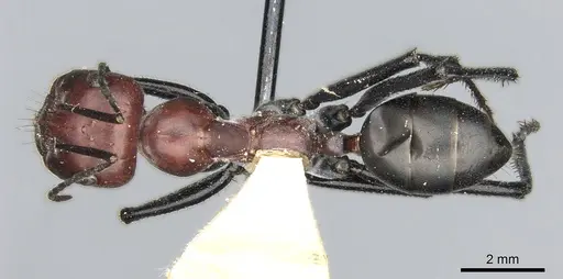 Cataglyphis nigripes specimen CASENT0906294 image casent0906294_1