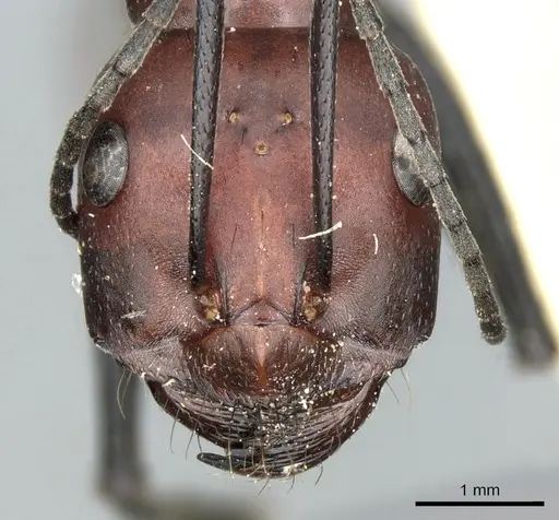 Cataglyphis nigripes specimen CASENT0906294 image casent0906294_2