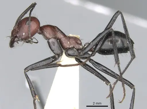 Cataglyphis nigripes specimen CASENT0906294 image casent0906294_3