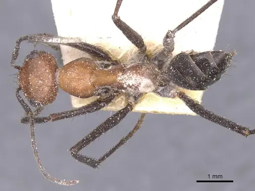 Cataglyphis nigripes specimen CASENT0912215 image casent0912215_1