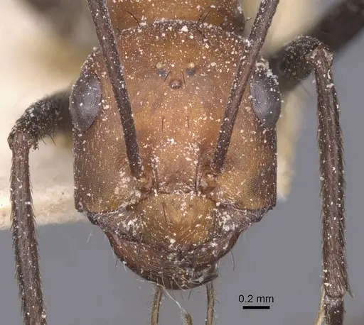 Cataglyphis nigripes specimen CASENT0912215 image casent0912215_2