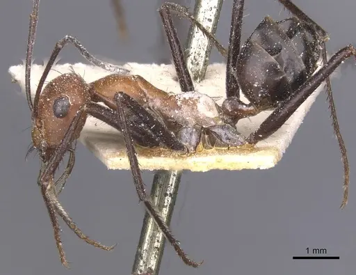 Cataglyphis nigripes specimen CASENT0912215 image casent0912215_3