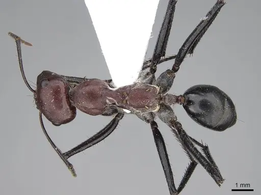 Cataglyphis nigripes specimen CASENT0922716 image casent0922716_1