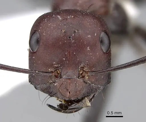 Cataglyphis nigripes specimen CASENT0922716 image casent0922716_2