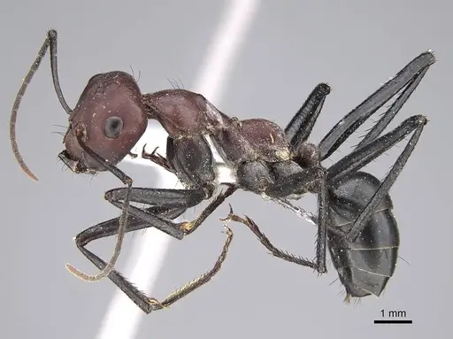 Cataglyphis nigripes specimen CASENT0922716 image casent0922716_3