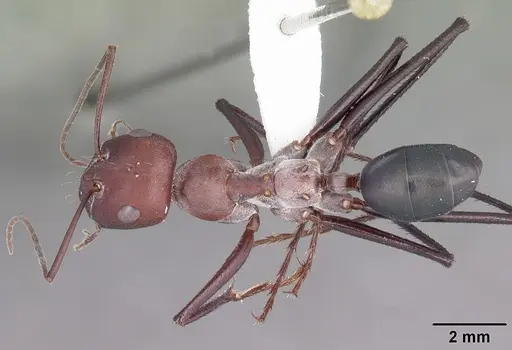 Cataglyphis nodus specimen CASENT0010837 image casent0010837_1