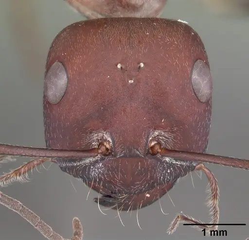 Cataglyphis nodus specimen CASENT0010837 image casent0010837_2