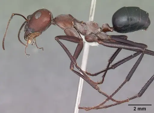 Cataglyphis nodus specimen CASENT0010837 image casent0010837_3