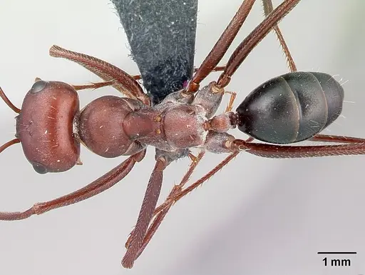 Cataglyphis nodus specimen CASENT0179880 image casent0179880_1