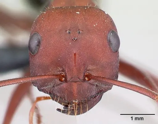 Cataglyphis nodus specimen CASENT0179880 image casent0179880_2