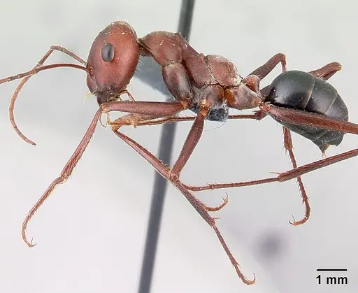 Cataglyphis nodus specimen CASENT0179880 image casent0179880_3