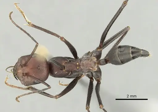 Cataglyphis nodus specimen CASENT0249407 image casent0249407_1