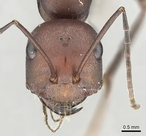 Cataglyphis nodus specimen CASENT0249407 image casent0249407_2