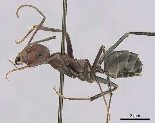 Cataglyphis nodus specimen CASENT0249407 image casent0249407_3