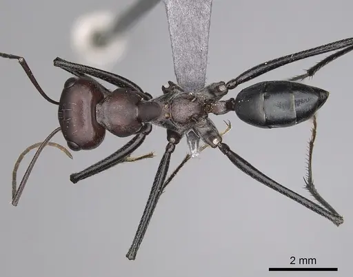 Cataglyphis nodus specimen CASENT0264231 image casent0264231_1