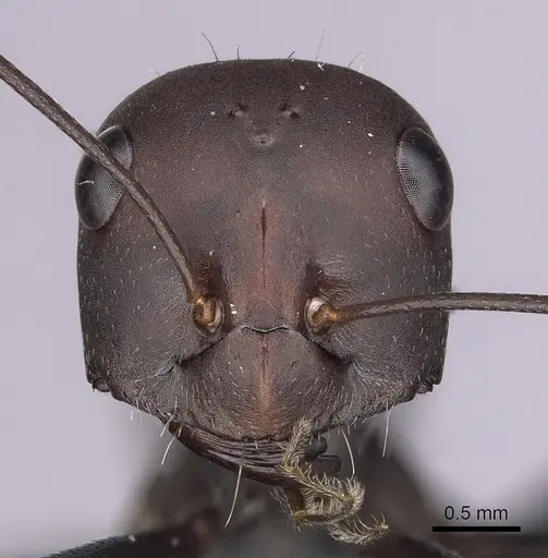 Cataglyphis nodus specimen CASENT0264231 image casent0264231_2