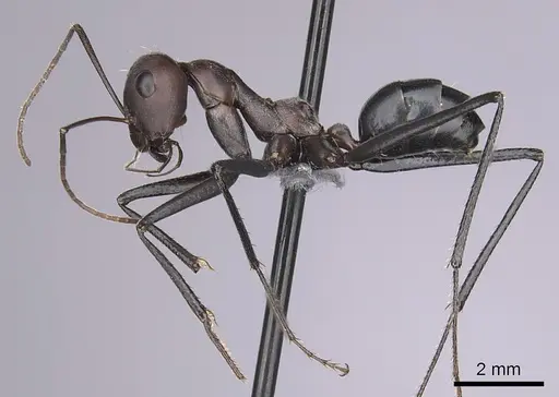 Cataglyphis nodus specimen CASENT0264231 image casent0264231_3