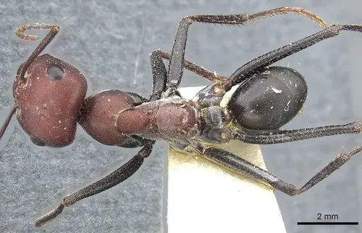 Cataglyphis nodus specimen CASENT0903291 image casent0903291_1