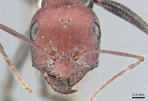 Cataglyphis nodus specimen CASENT0903291 image casent0903291_2