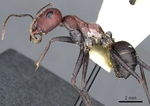 Cataglyphis nodus specimen CASENT0903291 image casent0903291_3
