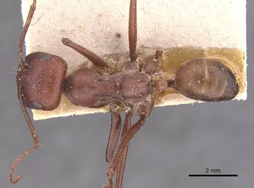 Cataglyphis nodus specimen CASENT0905722 image casent0905722_1