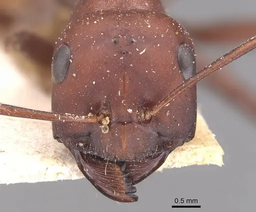 Cataglyphis nodus specimen CASENT0905722 image casent0905722_2