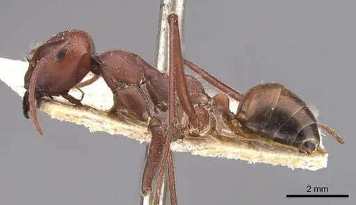 Cataglyphis nodus specimen CASENT0905722 image casent0905722_3