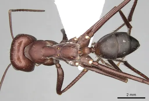 Cataglyphis nodus specimen CASENT0906068 image casent0906068_1