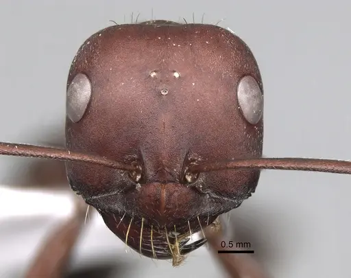 Cataglyphis nodus specimen CASENT0906068 image casent0906068_2