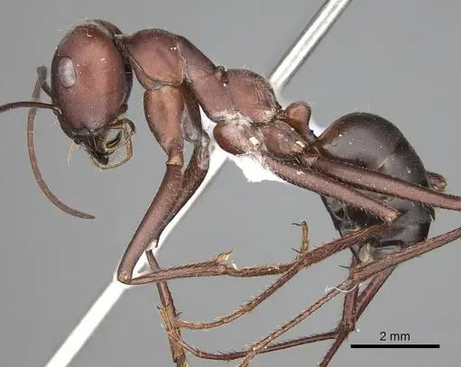 Cataglyphis nodus specimen CASENT0906068 image casent0906068_3