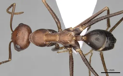 Cataglyphis nodus specimen CASENT0906069 image casent0906069_1